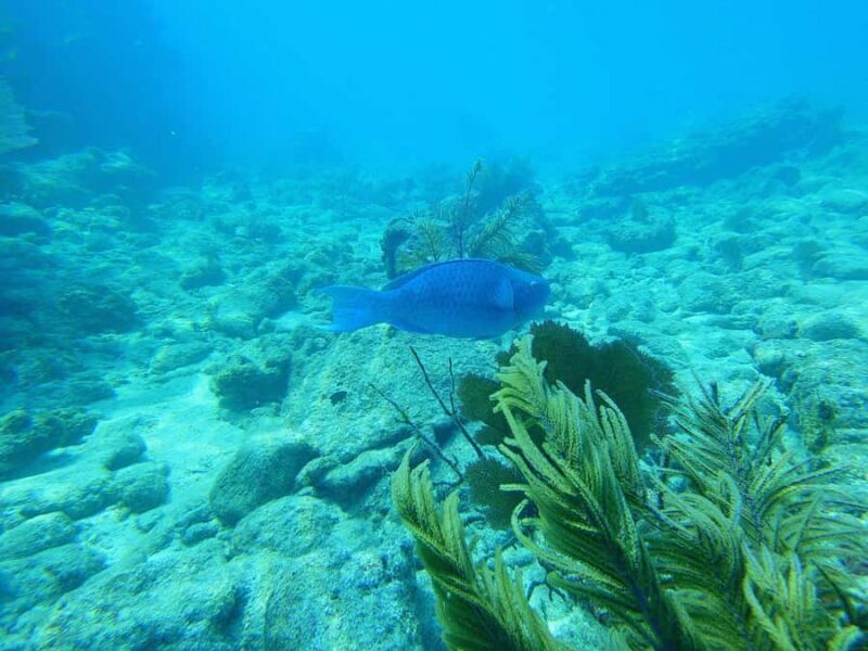 Southpoint Divers: Afternoon Reef Dive Trip - Key Points