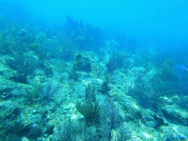 Southpoint Divers: Afternoon Reef Dive Trip - FAQ
