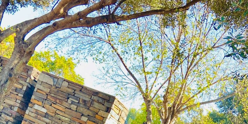 Soweto Walking Tour - Experience Highlights