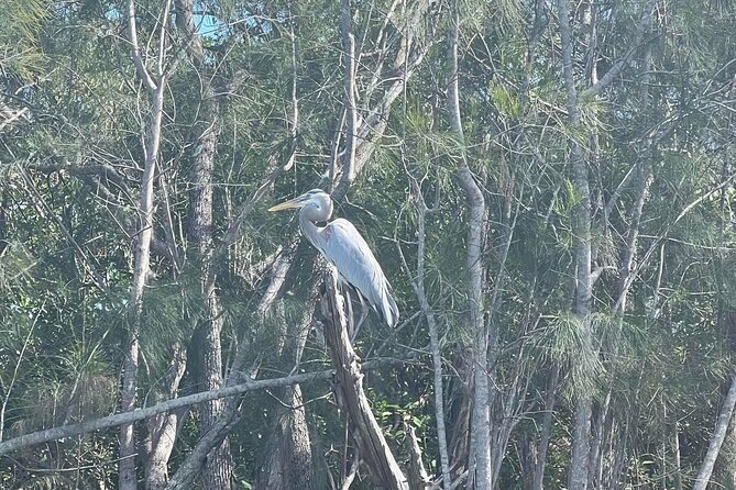 Space Coast Manatee & Coastal Wildlife Kayak Tour - Meeting Point and Pickup