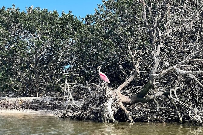 Space Coast Manatee & Coastal Wildlife Kayak Tour - Confirmation and Reservation