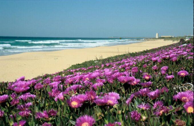Spains Best Beaches: Day-Trip From Seville - Transportation and Inclusions