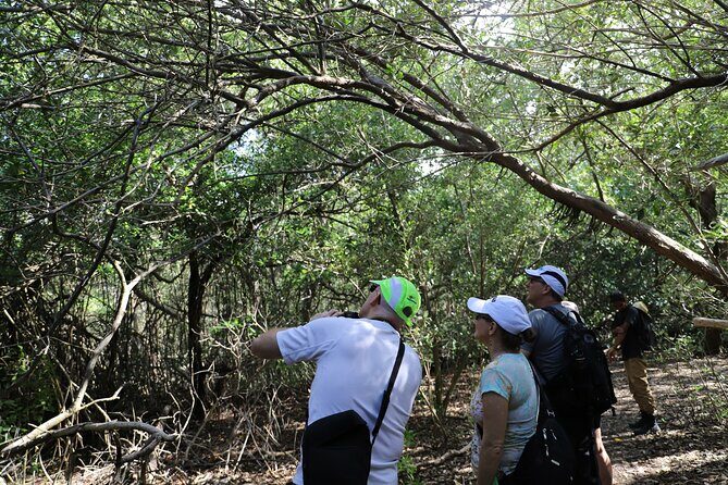Spanish Lagoon Mangrove Trail & Bird Watching - Practical Tips for Travelers