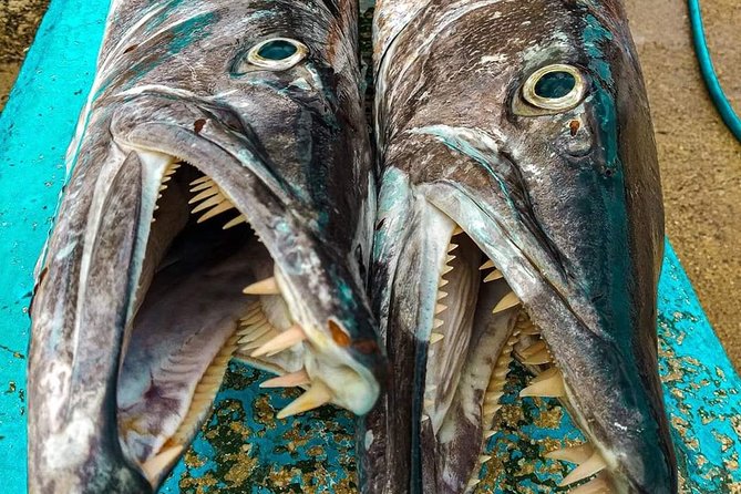 Spearfishing in Tulum or Playa Del Carmen - Health and Safety Considerations
