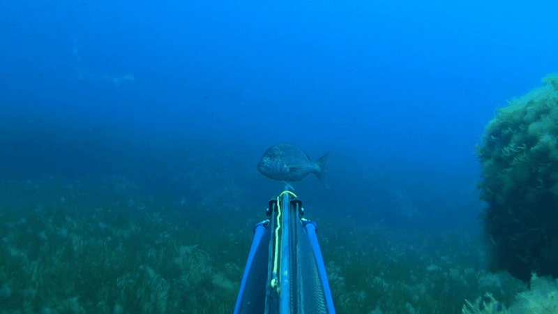 Spearfishing Trip on Private Yacht - Restrictions and Requirements