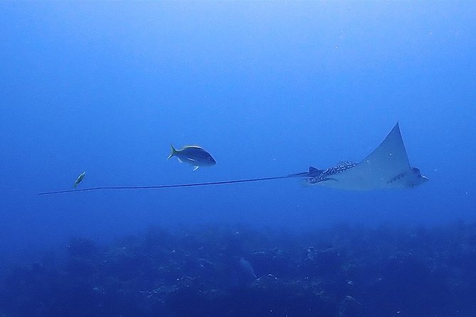 Special!! 2 Tank Wreck & Drift Reef Dives - Meeting Point and Directions