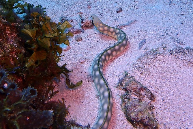 Special!! 2 Tank Wreck & Drift Reef Dives - Booking and Confirmation