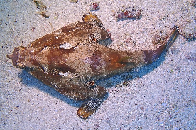 Special!! 2 Tank Wreck & Drift Reef Dives - Wreck Dive Highlights