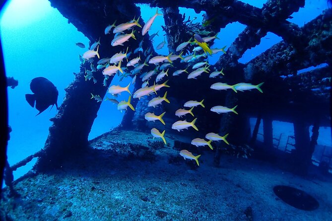 Special!! 2 Tank Wreck & Drift Reef Dives - Drift Reef Dive Highlights