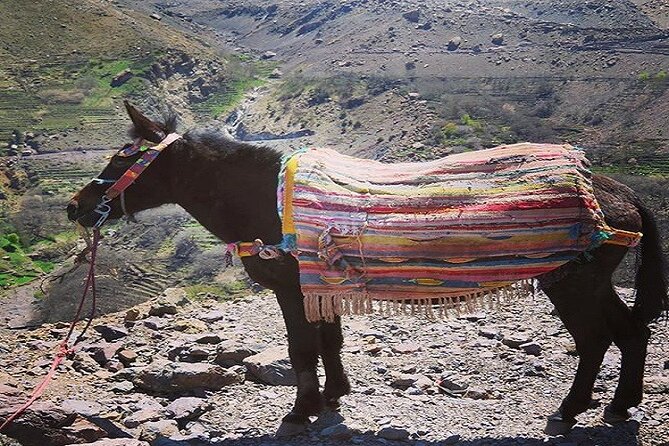 Special Excursion & Lunch at Kasbah Du Toubkal INCLUDING Mule Ride and Hammam - Cultural Insights