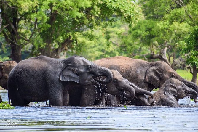 Special Half Day Yala Safari With Guide - Wildlife Experience