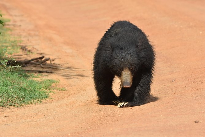 Special Leopard Safari Tour in Yala National Park by Malith & the Team - Whats Included