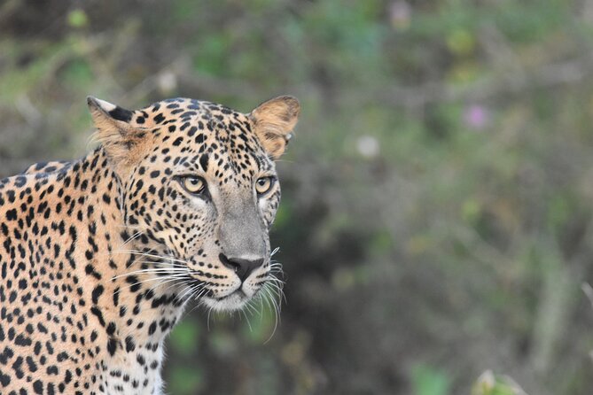 Special Leopard Safari Tour in Yala National Park by Malith & the Team - Meeting and Pickup