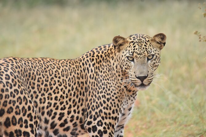 Special Leopard Safari Tour in Yala National Park by Malith & the Team - Additional Information