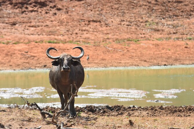 Special Leopard Safari Tour in Yala National Park by Malith & the Team - Experienced Guides