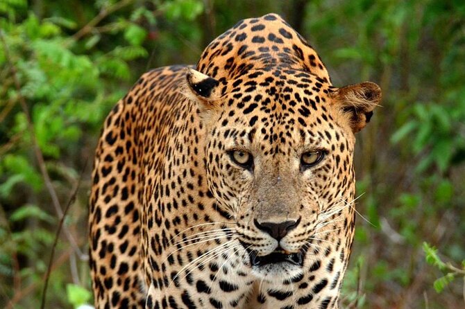 Special Leopard Safari Tour in Yala National Park by Malith & the Team - Comfortable Transportation