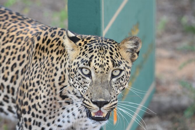 Special Leopard Safari Tour in Yala National Park by Malith & the Team - Customer Reviews