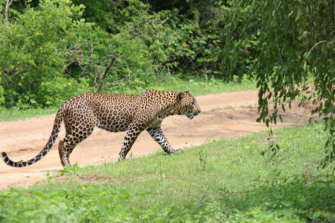 Special Leopards Safari - Yala National Park - 04.30 Am to 11.30 Am - Transportation and Pickup Locations