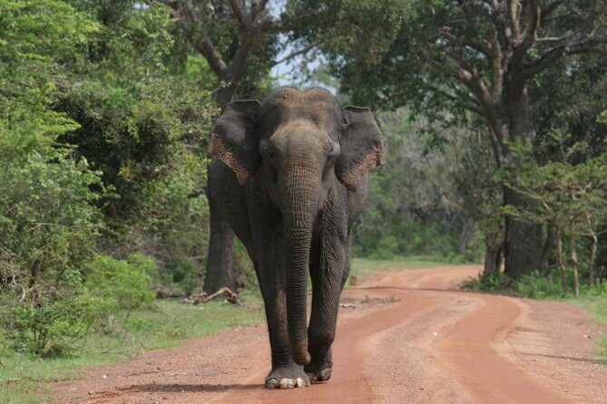 Special Leopards safari - Yala National park - 04.30 am to 11.30 am - What Makes This Safari a Great Choice