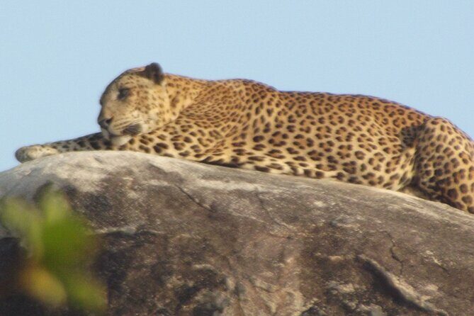 Special Leopards safari - Yala National park - 04.30 am to 11.30 am - Final Thoughts: Who Should Consider This Safari?