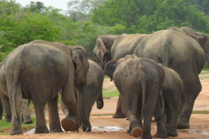 Special Leopards safari - Yala National park - 04.30 am to 11.30 am - Final Reflection