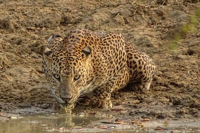 Special Leopards Safari Yala National Park - 04.30 Am to 11.30 Am - Variety of Animal Encounters