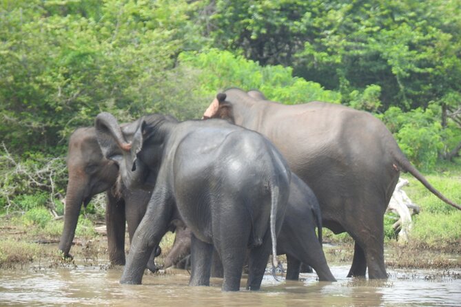 Special Leopards Safari Yala National Park - 04.30 Am to 11.30 Am - Learning About the Local Ecosystem