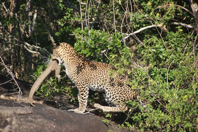 Special Leopards Safari Yala National Park - 04.30 Am to 11.30 Am - Safari Vehicle and Amenities