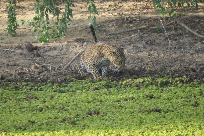 Special Morning Safari -04.30 Am to 11.30 Am - Half Day Safari - Good To Know