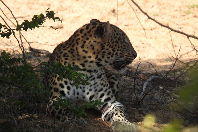 Special Morning Safari -04.30 Am to 11.30 Am - Half Day Safari - Schedule and Availability