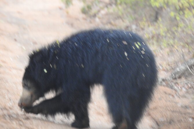 Special Morning Safari -04.30 Am to 11.30 Am - Half Day Safari - Traveler Experience and Reviews