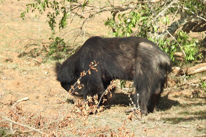 Special Morning Safari -04.30 Am to 11.30 Am - Half Day Safari - Additional Safari Information