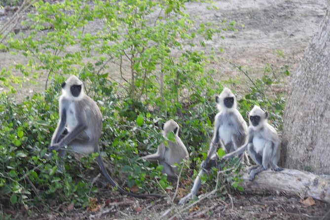 Special Morning Safari -04.30 Am to 11.30 Am - Half Day Safari - Yala National Park Highlights