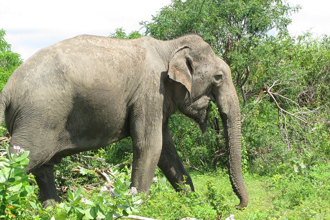 Special Morning Safari -04.30 Am to 11.30 Am - Half Day Safari - Safari Inclusions and Pricing