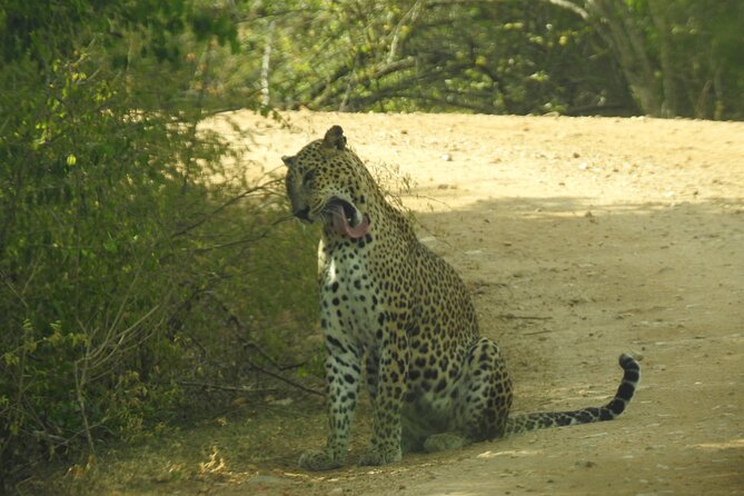 Special Morning Safari -04.30 Am to 11.30 Am - Half Day Safari - Booking and Contact Details