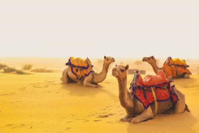 Special Rajasthan With Desert Safari Tour 10D / 09N - Wildlife Safari in Ranthambore
