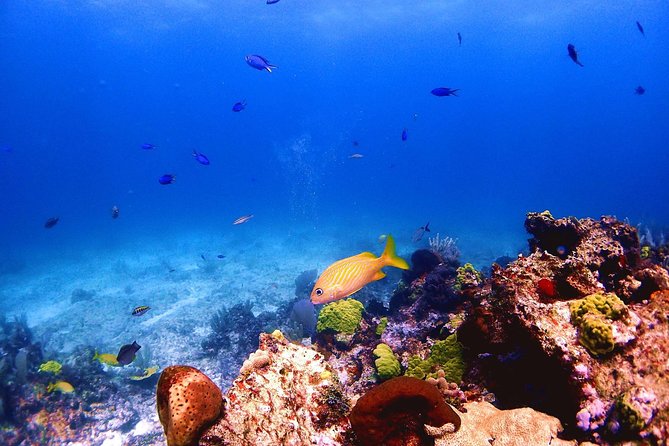 SPECIAL! Snorkel at MUSA - The Underwater Museum Reservation - Booking and Meeting Details