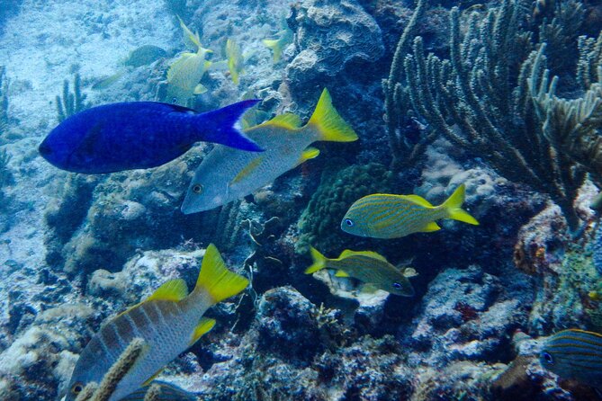 SPECIAL! Snorkel at MUSA - The Underwater Museum Reservation - Health and Accessibility Requirements