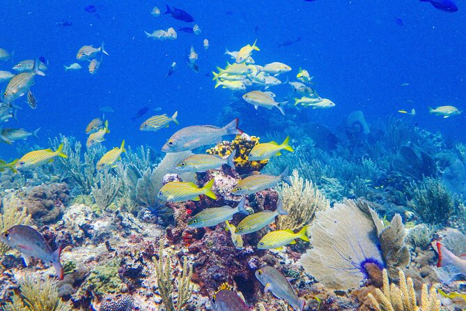 SPECIAL! Snorkel at MUSA - The Underwater Museum Reservation - Included Equipment and Fees