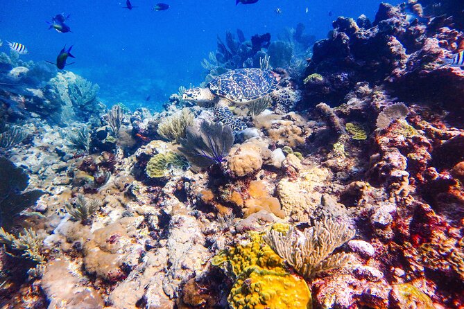 SPECIAL! Snorkel at MUSA - The Underwater Museum Reservation - Nearby Public Transportation