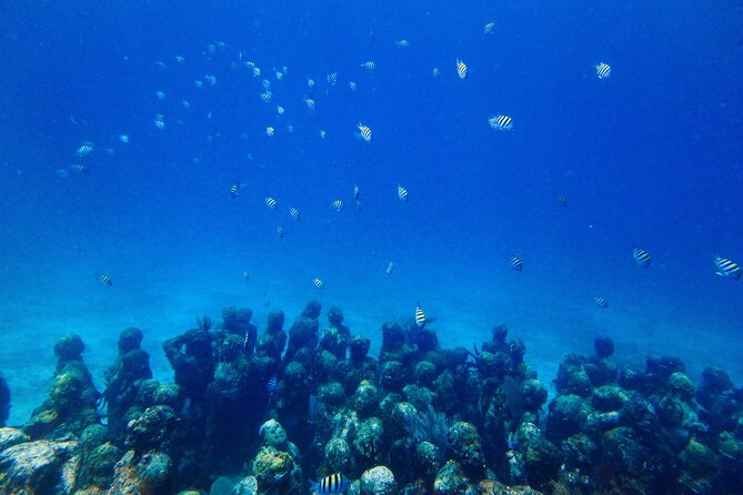 SPECIAL! Snorkel at MUSA - The Underwater Museum Reservation - Tour Schedule and Availability