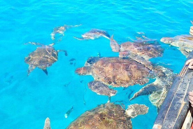 Spectacular Experience With Sea Turtles - Customer Feedback