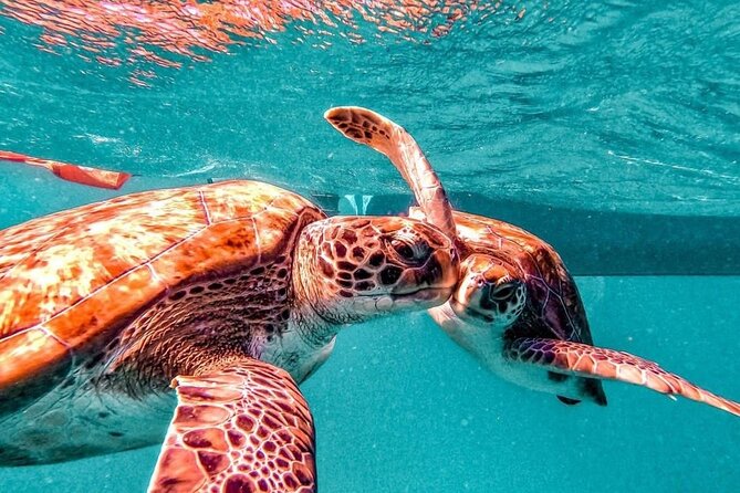Spectacular Experience With Sea Turtles - Accessibility Considerations