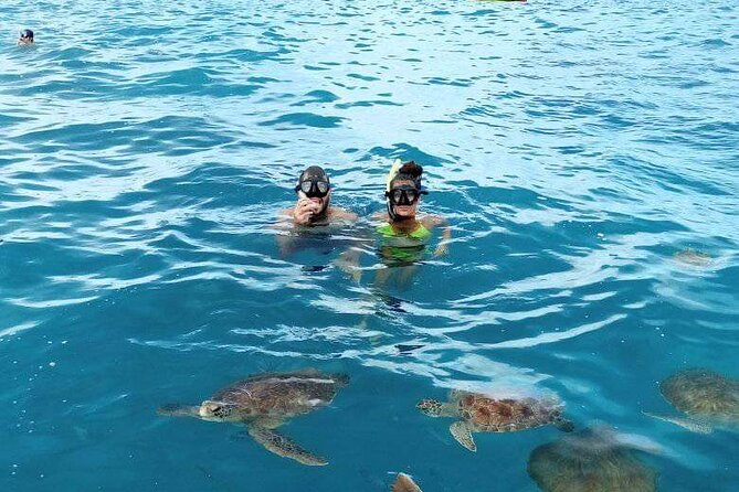 Spectacular Experience With Sea Turtles - Host Commitment