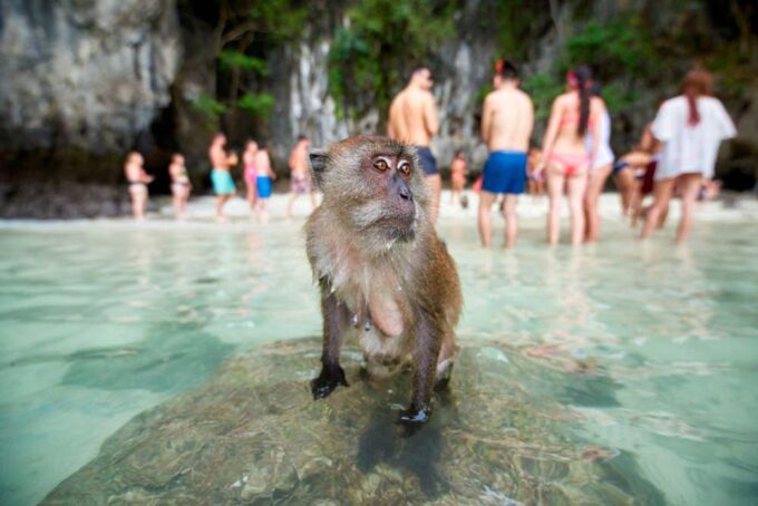 Speedboat to Phi Phi, Maya Bay & Bamboo Island From Krabi - What to Expect