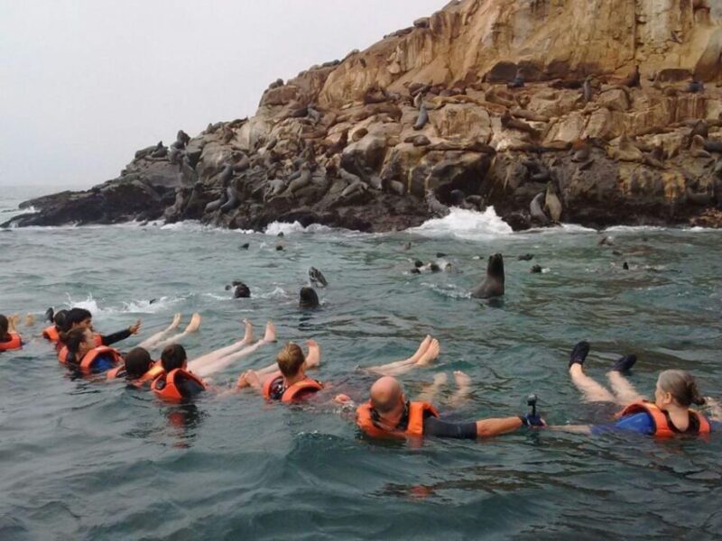 Speedboat Tour of the Palomino Islands + Swim With Sea Lions - Itinerary Highlights