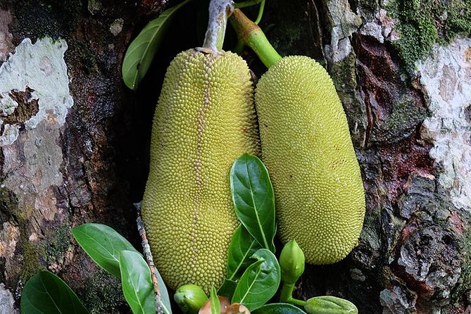 Spice Farm Tour -Half Day - Key Points