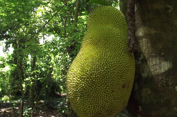 Spice Farm Tour With Traditional Cooking Lesson - Booking and Cancellation Policy