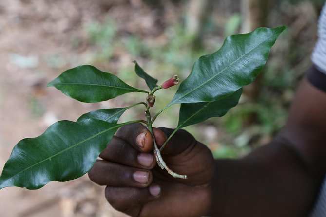 Spice Tour of Zanzibar - Key Points