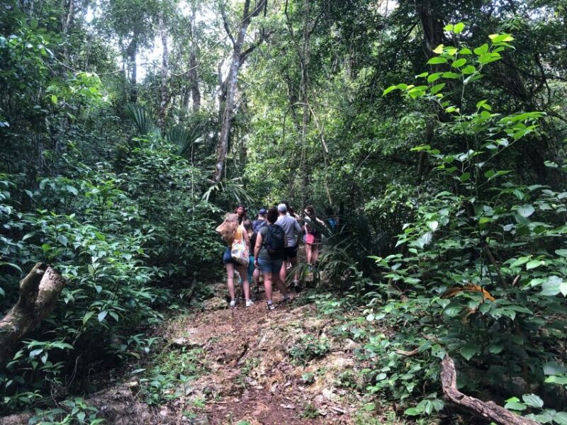 Spider Monkey at Punta Laguna - Preparation and Restrictions